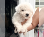 Sunshine - Female Bichon Frise Puppy for Sale - Small photo