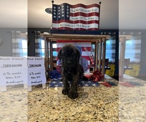 Mastiff Puppy for sale in CAREY, OH, USA