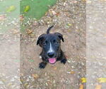Small #20 American Staffordshire Terrier Mix