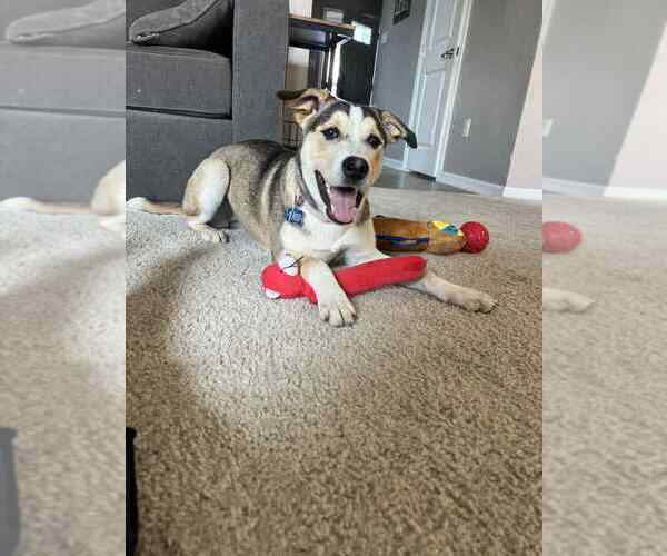 Medium Photo #2 Huskies -Unknown Mix Puppy For Sale in Springdale, PA, USA