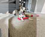 Small #1 Huskies  Mix