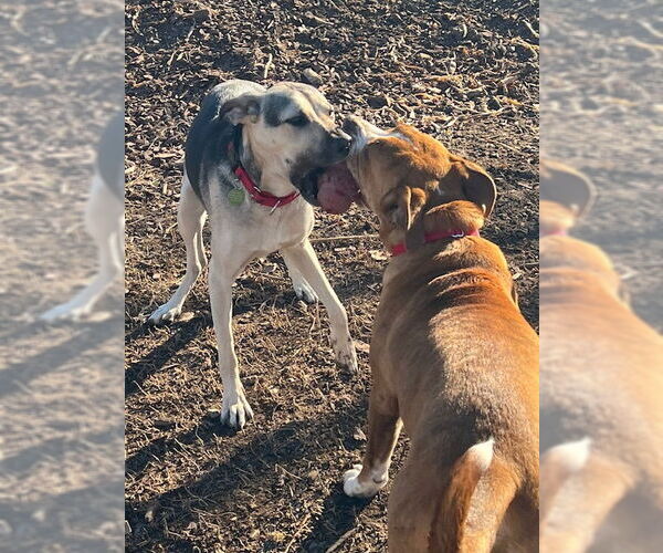 Medium Photo #2 Mutt Puppy For Sale in Alturas, CA, USA