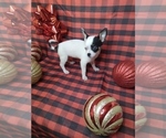Small Photo #7 Chihuahua Puppy For Sale in INDIANAPOLIS, IN, USA