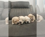 Image preview for Ad Listing. Nickname: Litter of 10