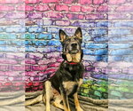 Small #9 German Shepherd Dog Mix