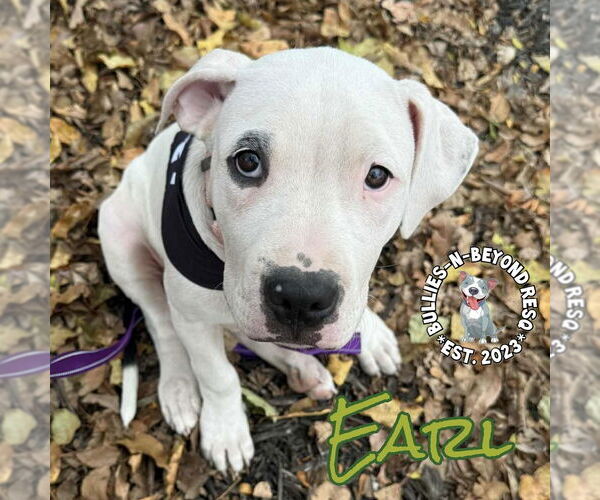 Medium Photo #6 Staffordshire Bull Terrier Puppy For Sale in Omaha, NE, USA