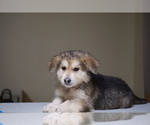 Small Photo #1 German Shepherd Dog-Siberian Husky Mix Puppy For Sale in NAVAL BASE VENTURA COUNTY, CA, USA