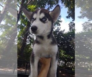 Siberian Husky Puppy for sale in FLORENCE, SC, USA
