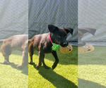 Small #3 Labrador Retriever Mix