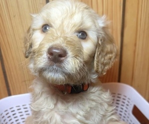 Double Doodle Puppy for sale in ROUNDHILL, KY, USA