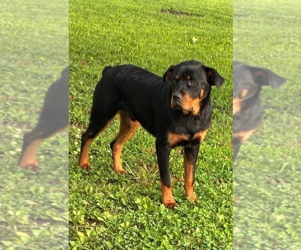 Medium Photo #3 Rottweiler Puppy For Sale in SHELL KNOB, MO, USA