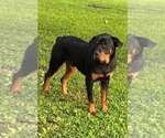 Small #2 Rottweiler