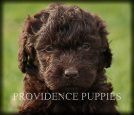 Labradoodle Puppy for sale in WAYLAND, IA, USA