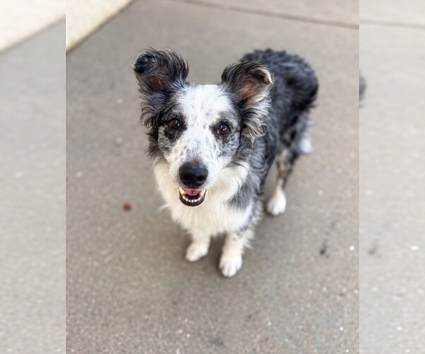 Medium Photo #1 Australian Shepherd-Unknown Mix Puppy For Sale in Salt Lake City, UT, USA