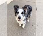 Fly - Male Australian Shepherd-Unknown Mix Dog for Adoption - Small photo