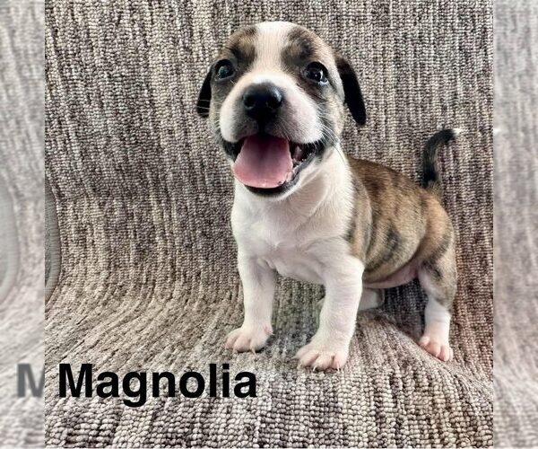 Medium Photo #1 Chihuahua-Unknown Mix Puppy For Sale in Spring Lake, NC, USA