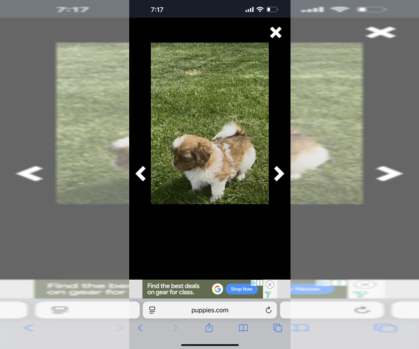 Medium Photo #13 ShihPoo Puppy For Sale in MEAD, CO, USA
