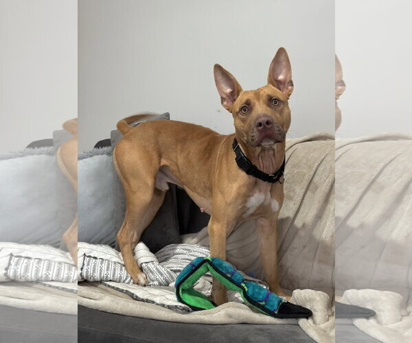 Medium Photo #13 Carolina Dog-Pharaoh Hound Mix Puppy For Sale in Rockaway, NJ, USA