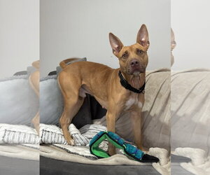 Dodger Lizman - Male Carolina Dog-Pharaoh Hound Mix Dog for Adoption - Photo #13