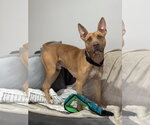 Small #12 Carolina Dog-Pharaoh Hound Mix