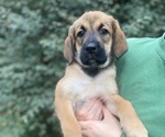 Puppy Puppy 1 Belgian Malinois-English Springer Spaniel Mix