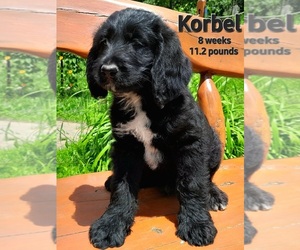 Labradoodle Puppy for sale in MILLVILLE, MN, USA