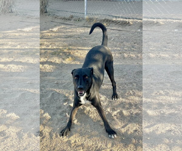 Medium Photo #2 Labrador Retriever-Unknown Mix Puppy For Sale in Lancaster, CA, USA