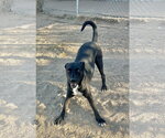 Small #1 Labrador Retriever Mix