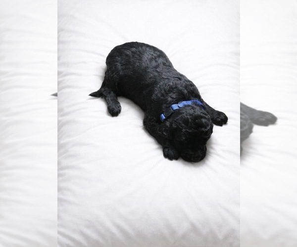 Medium Photo #1 Goldendoodle Puppy For Sale in NEWPORT, NC, USA