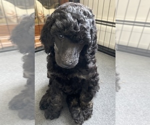 Poodle (Standard) Puppy for sale in TROY, NH, USA