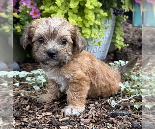 Medium Photo #3 Morkie Puppy For Sale in WILLIAMSBURG, IN, USA