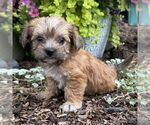 Small #2 Morkie