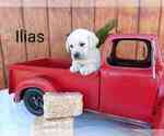 Puppy Ilias Labrador Retriever