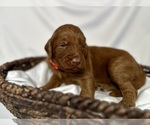 Small Photo #50 Goldendoodle Puppy For Sale in ABILENE, TX, USA