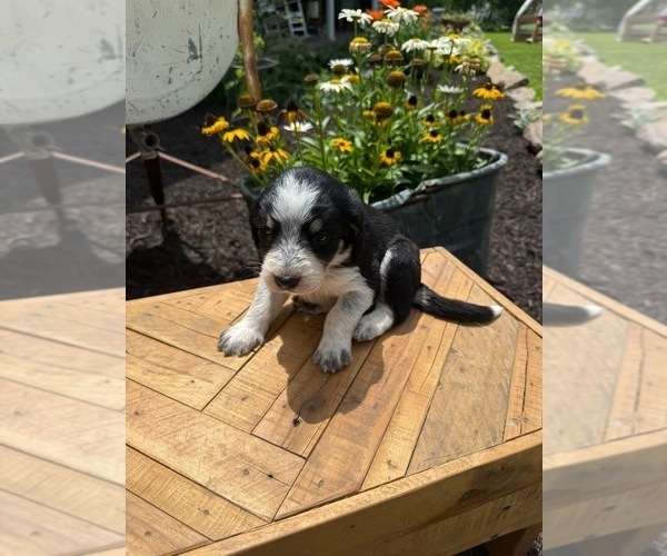 Medium Photo #20 Bernedoodle-Bluetick Coonhound Mix Puppy For Sale in RINGTOWN, PA, USA