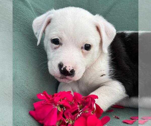 Medium Photo #1 Colonial Cocker Spaniel-Unknown Mix Puppy For Sale in San Diego, CA, USA