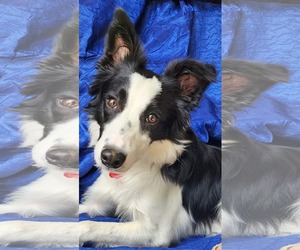 Border Collie-Unknown Mix Dogs for adoption in Cuba, NY, USA