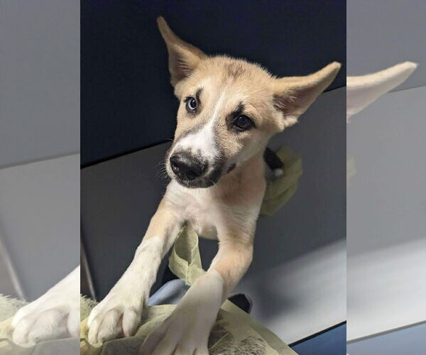 Medium Photo #3 German Shepherd Dog-Siberian Husky Mix Puppy For Sale in Woodbury, NY, USA
