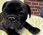 Small #2 French Bulldog