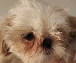 Image preview for Ad Listing. Nickname: Louie  Shih Tzu