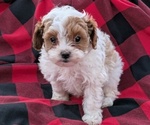 Puppy Cavapoo Cavapoo-Poodle (Toy) Mix
