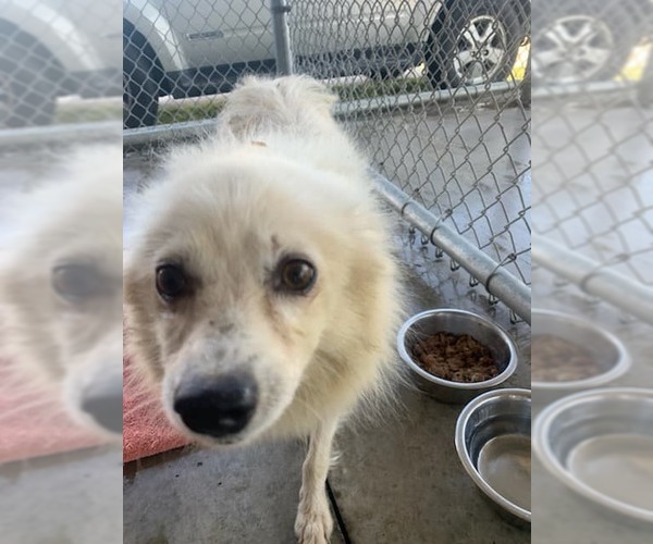 Medium Photo #22 American Eskimo Dog Puppy For Sale in Pikesville, MD, USA