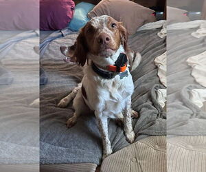 Brittany Dogs for adoption in Curwensville, PA, USA