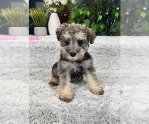 Schnauzer (Miniature) Puppy for sale in GREENFIELD, IN, USA