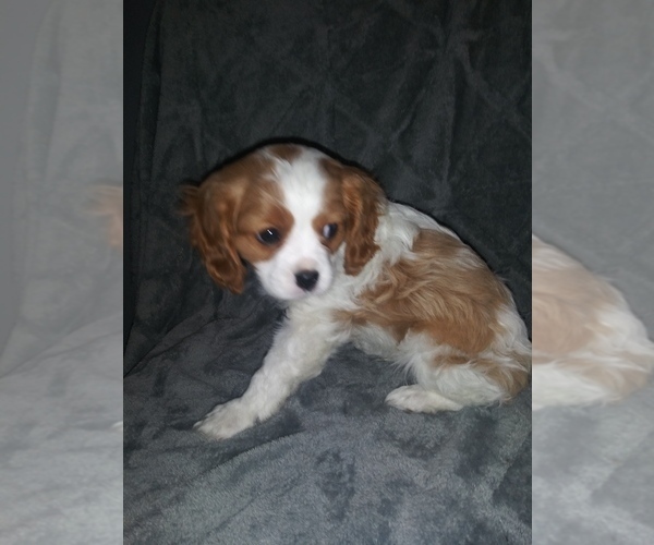 Medium Photo #7 Cavalier King Charles Spaniel Puppy For Sale in HOWLAND, OH, USA