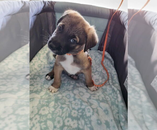 Medium Photo #17 German Shepherd Dog-Unknown Mix Puppy For Sale in Imlay City, MI, USA