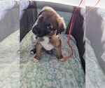 Small #16 German Shepherd Dog Mix