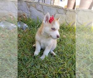 Alaskan Husky Puppy for sale in FORT WORTH, TX, USA
