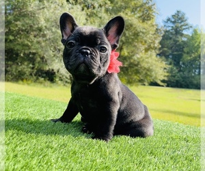 French Bulldog Puppy for sale in LOCUST GROVE, GA, USA