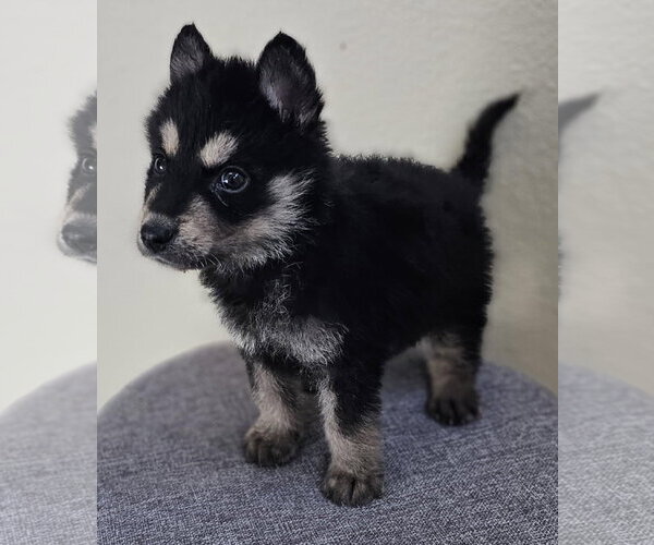 Medium Photo #8 Siberian Husky-Unknown Mix Puppy For Sale in McKinney, TX, USA